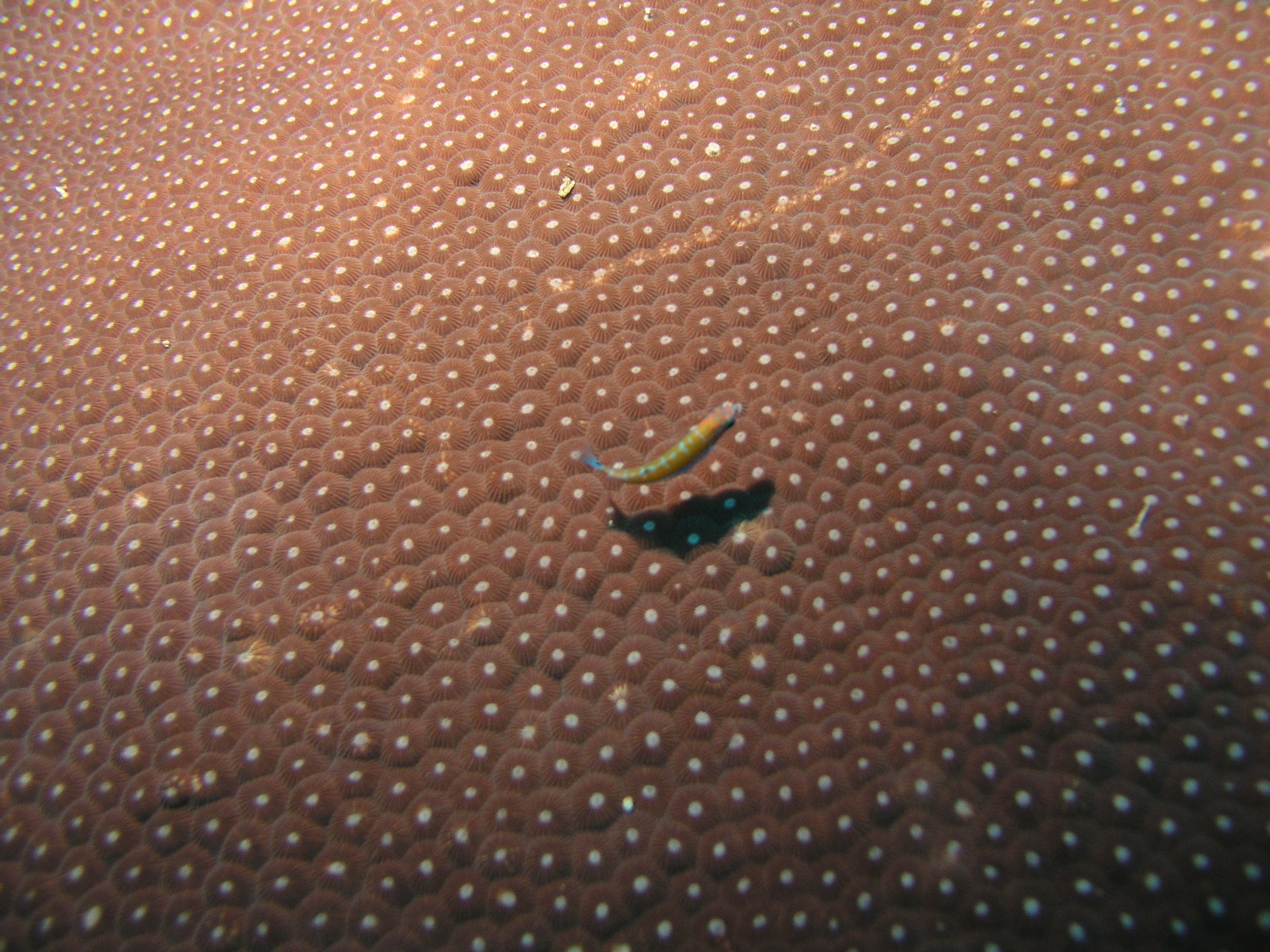 2005-12-03-Dive 3 - 6