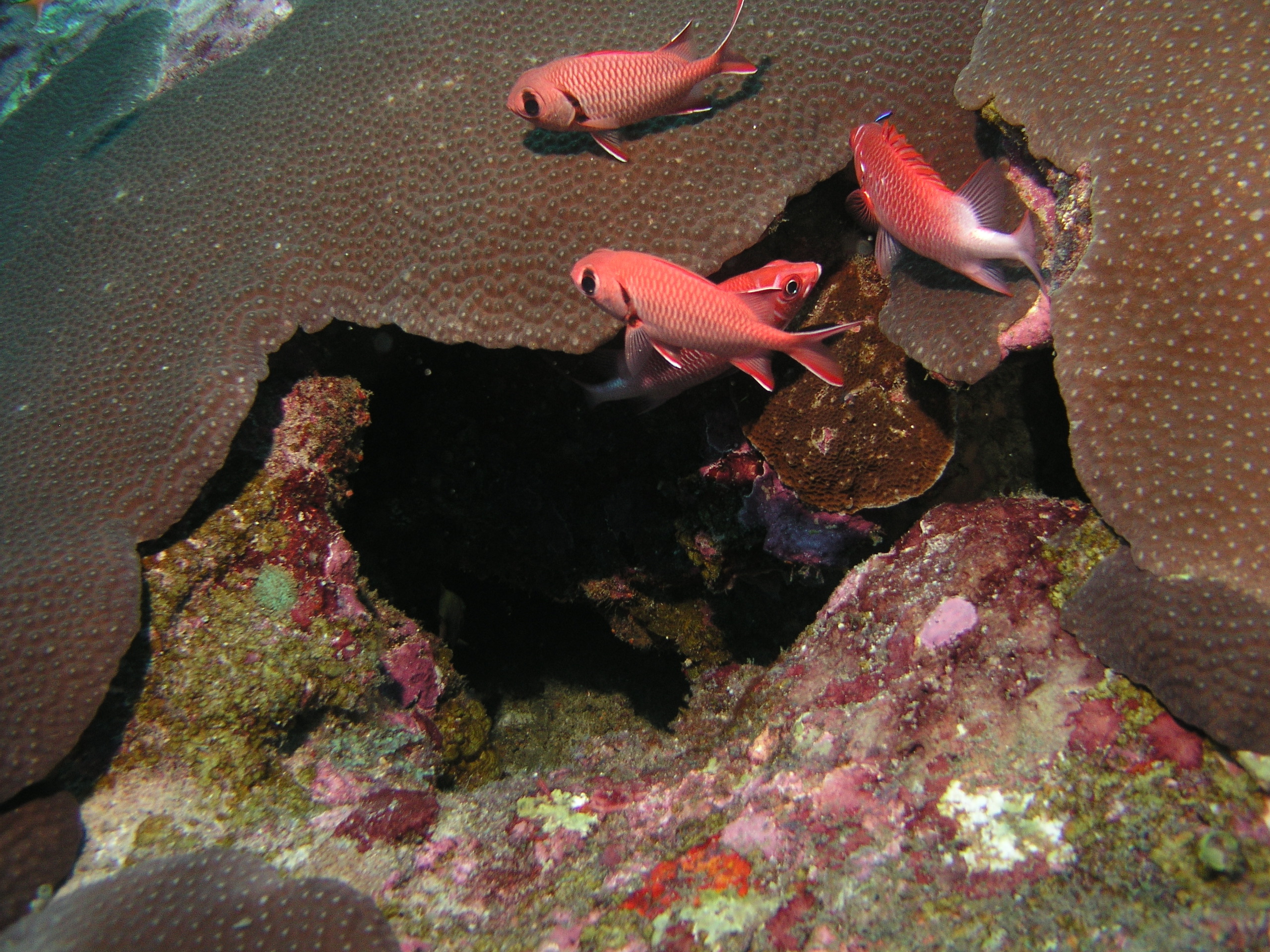 2005-12-03-Dive 3 - 7