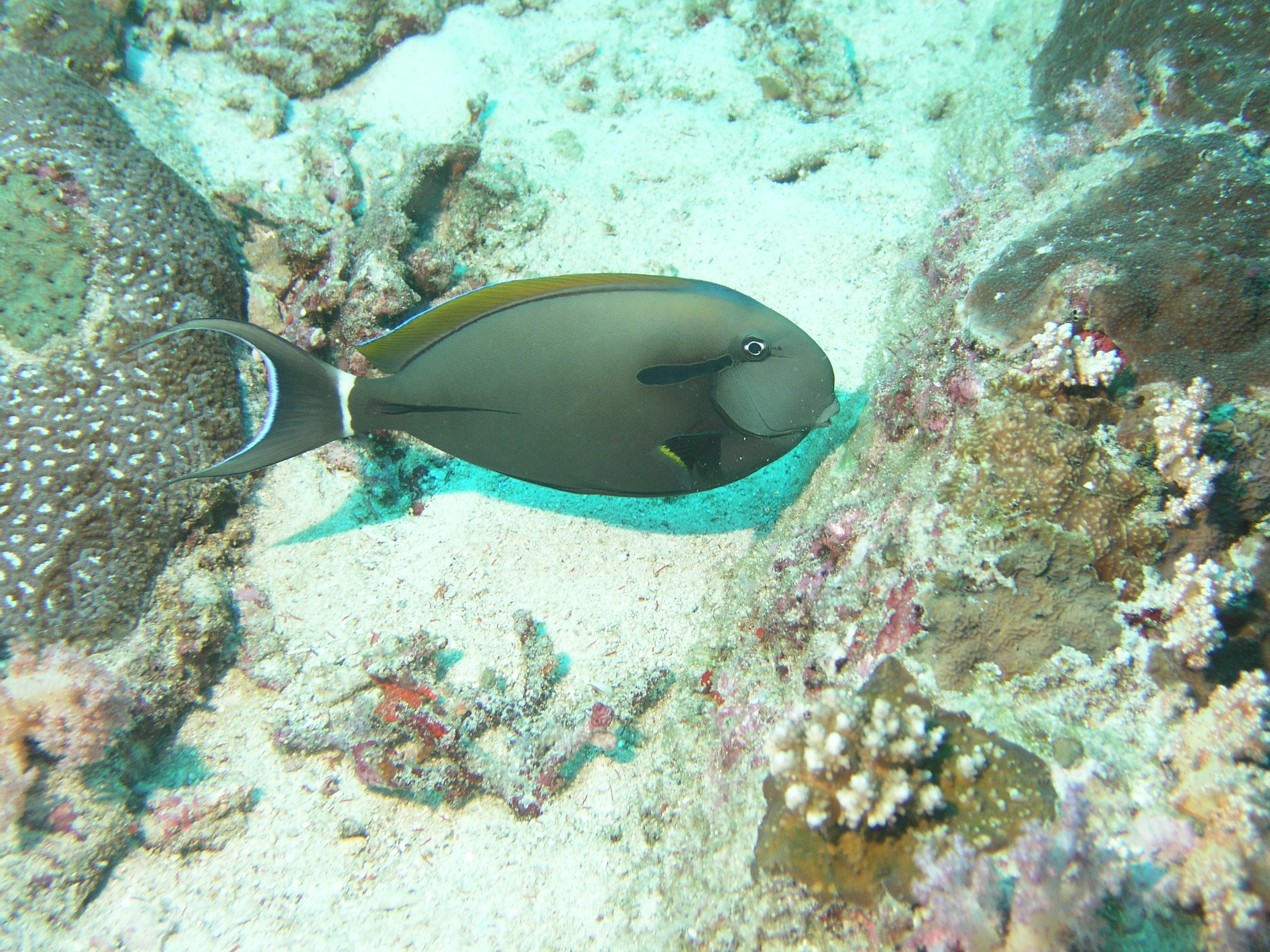 2005-12-03-Dive 3 - 13