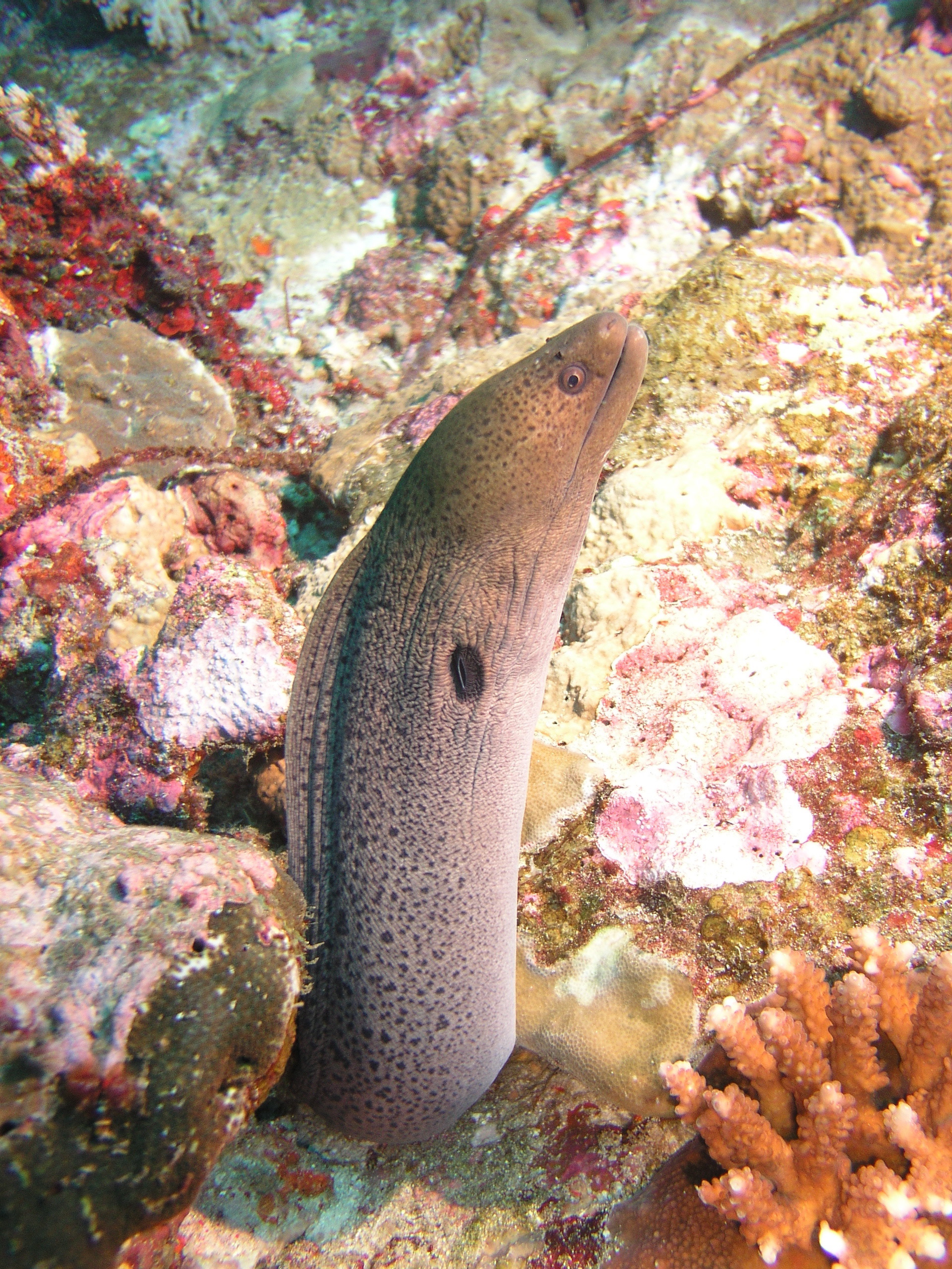 2005-12-03-Dive 3 - 21