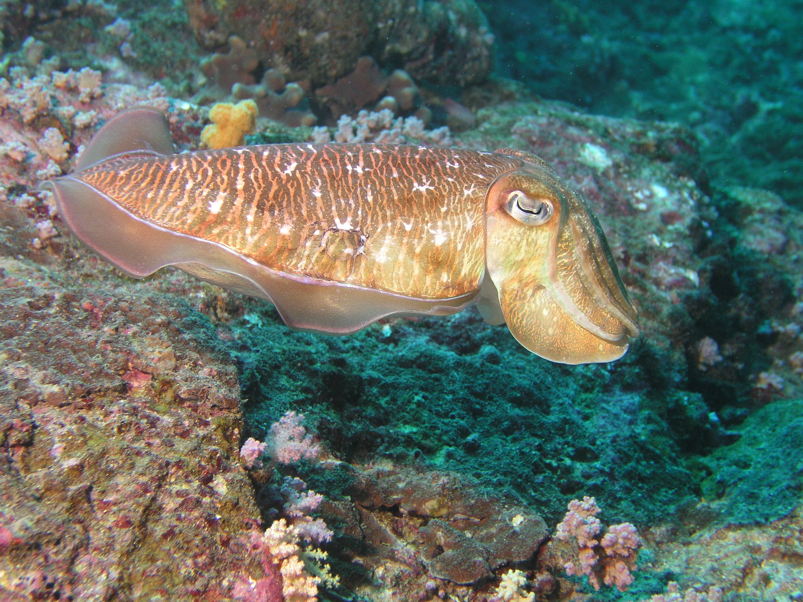 2005-12-03-Dive 3 - 26