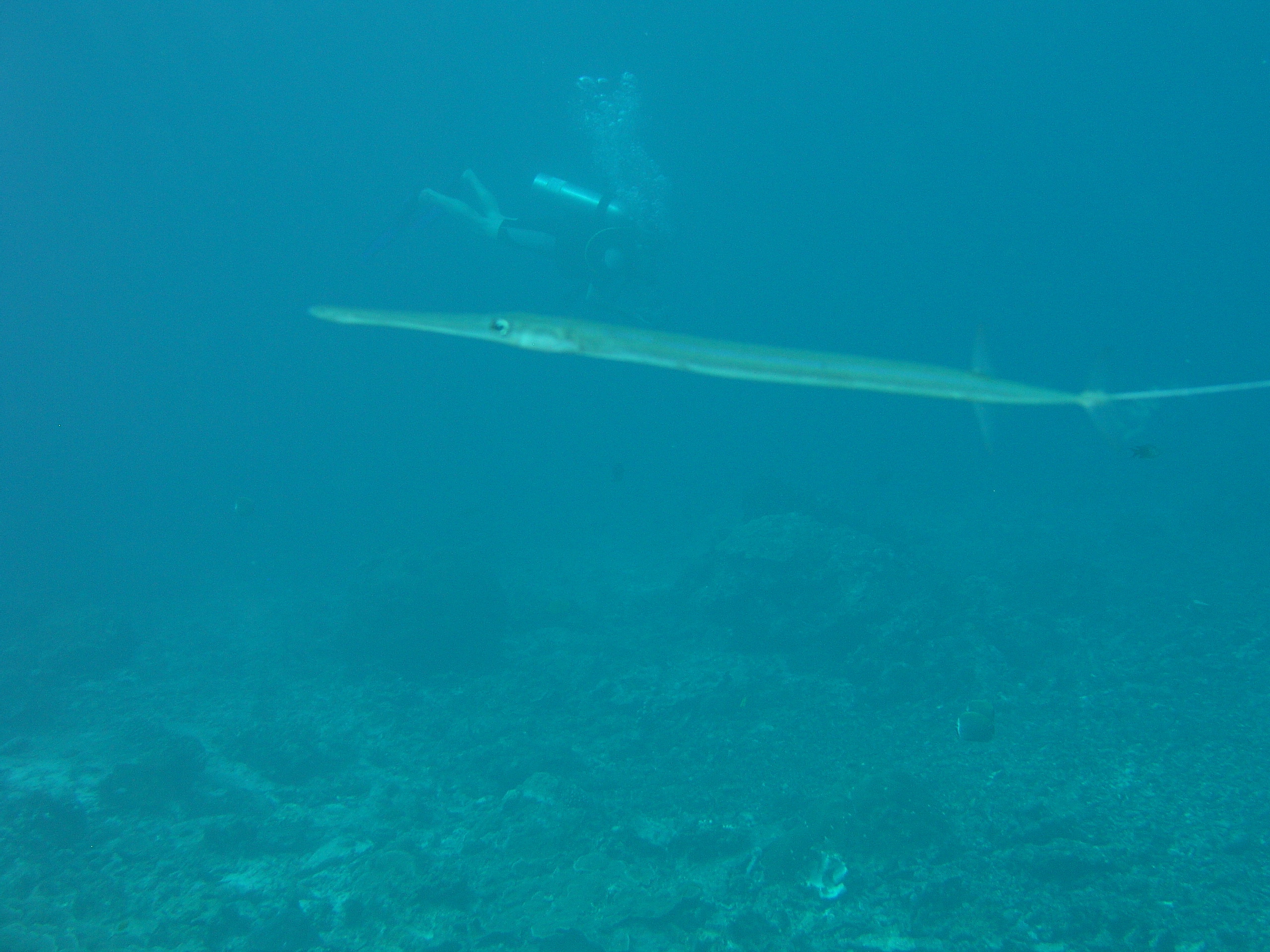 2005-12-03-Dive 3 - 39