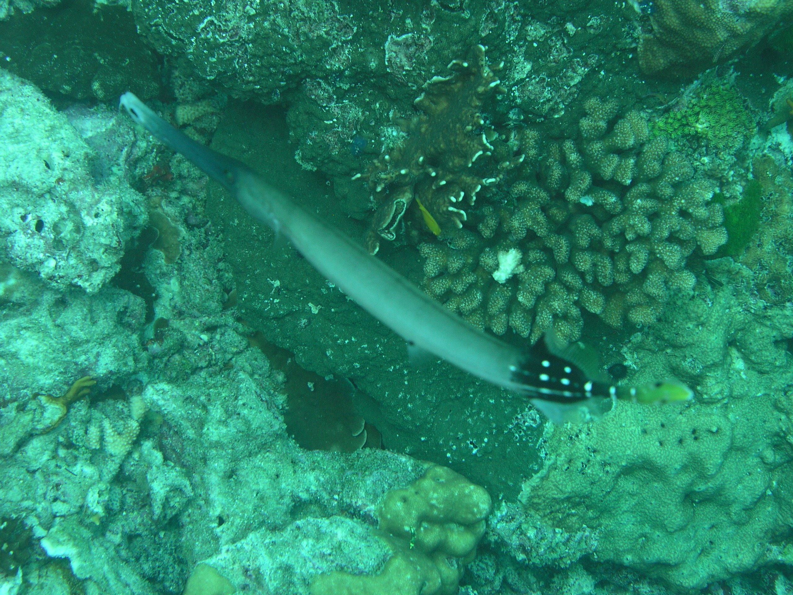 2005-12-03-Dive 3 - 45