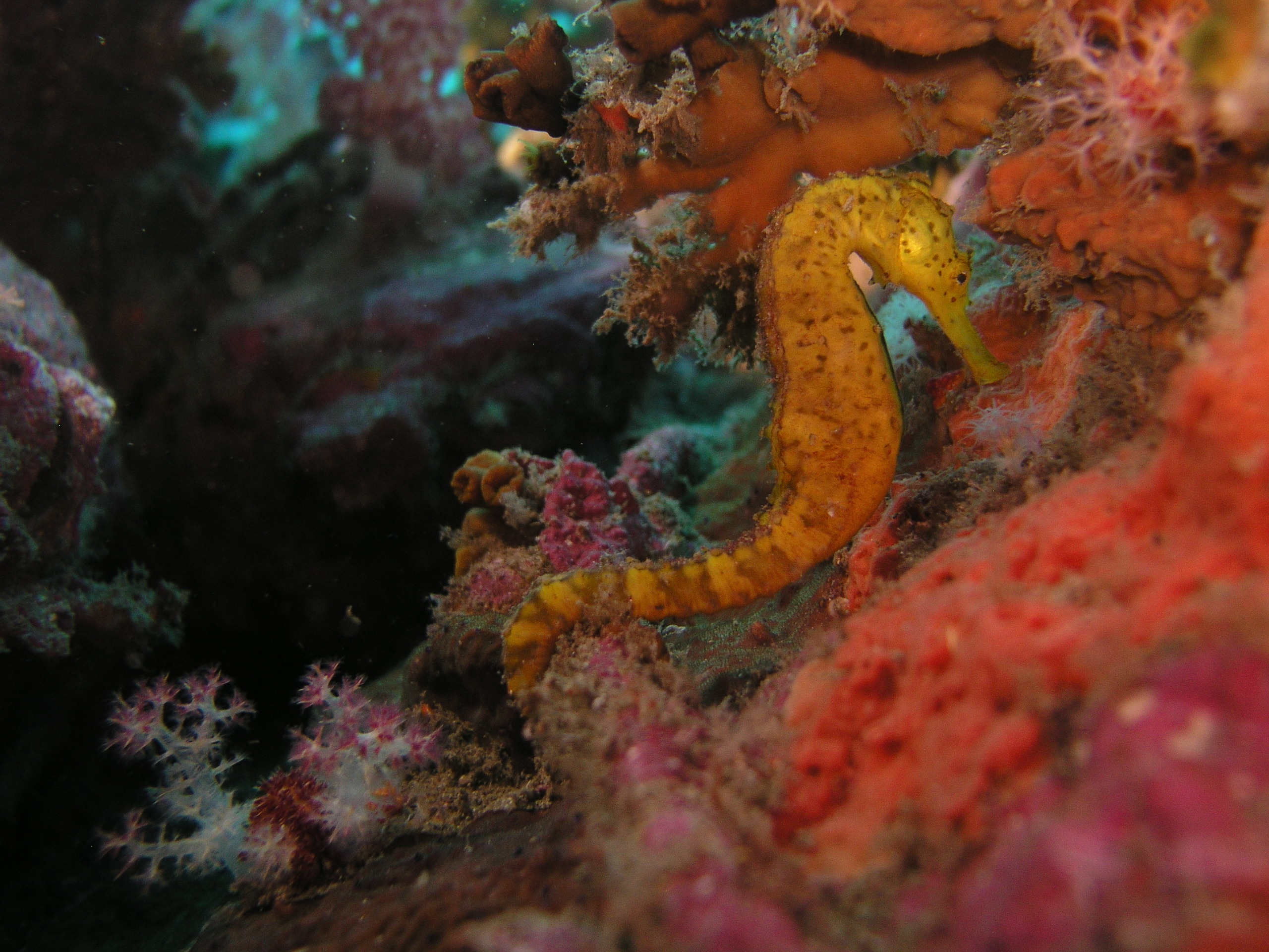 2005-12-04-Dive 1 - 10