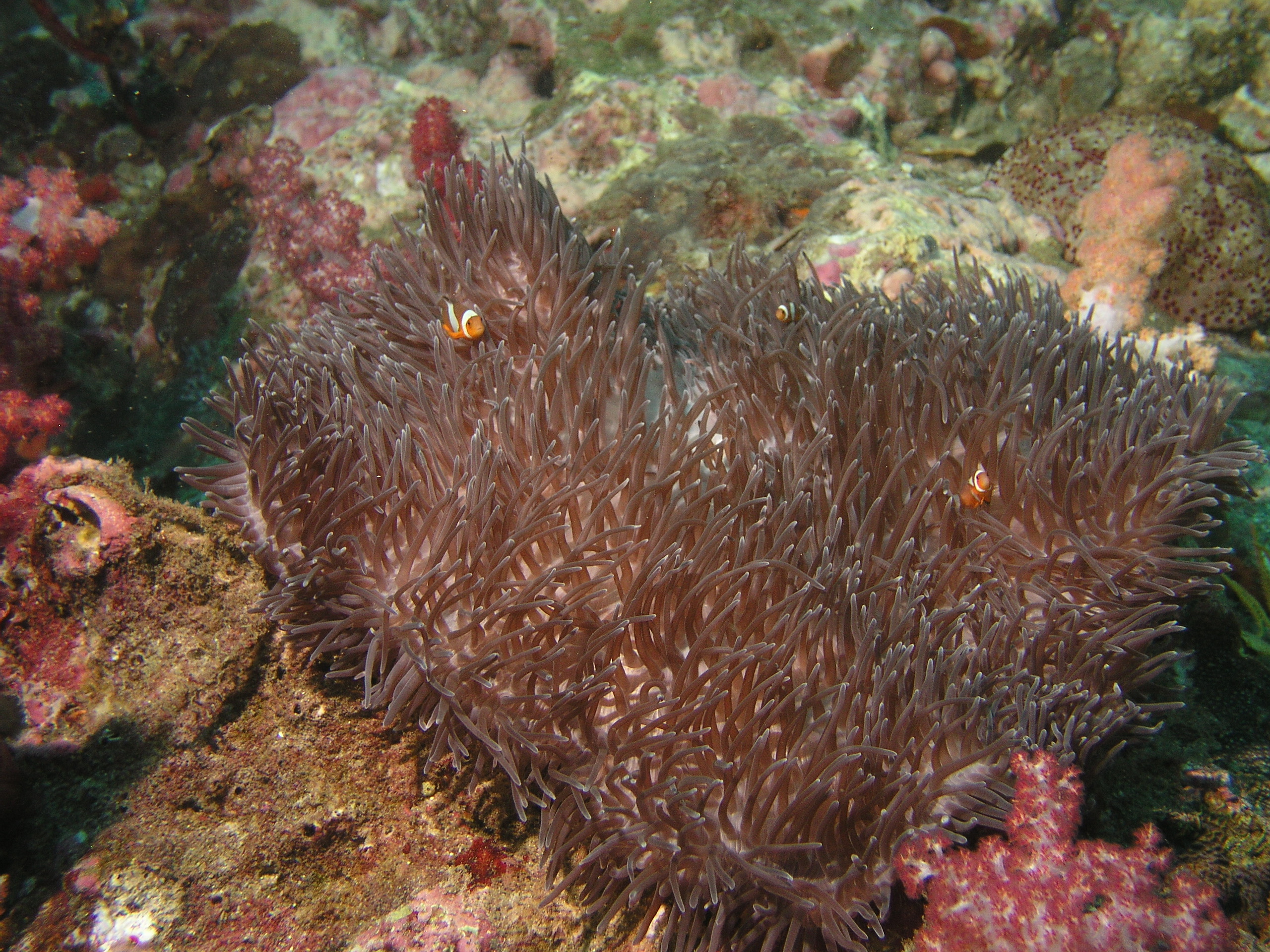 2005-12-04-Dive 1 - 29