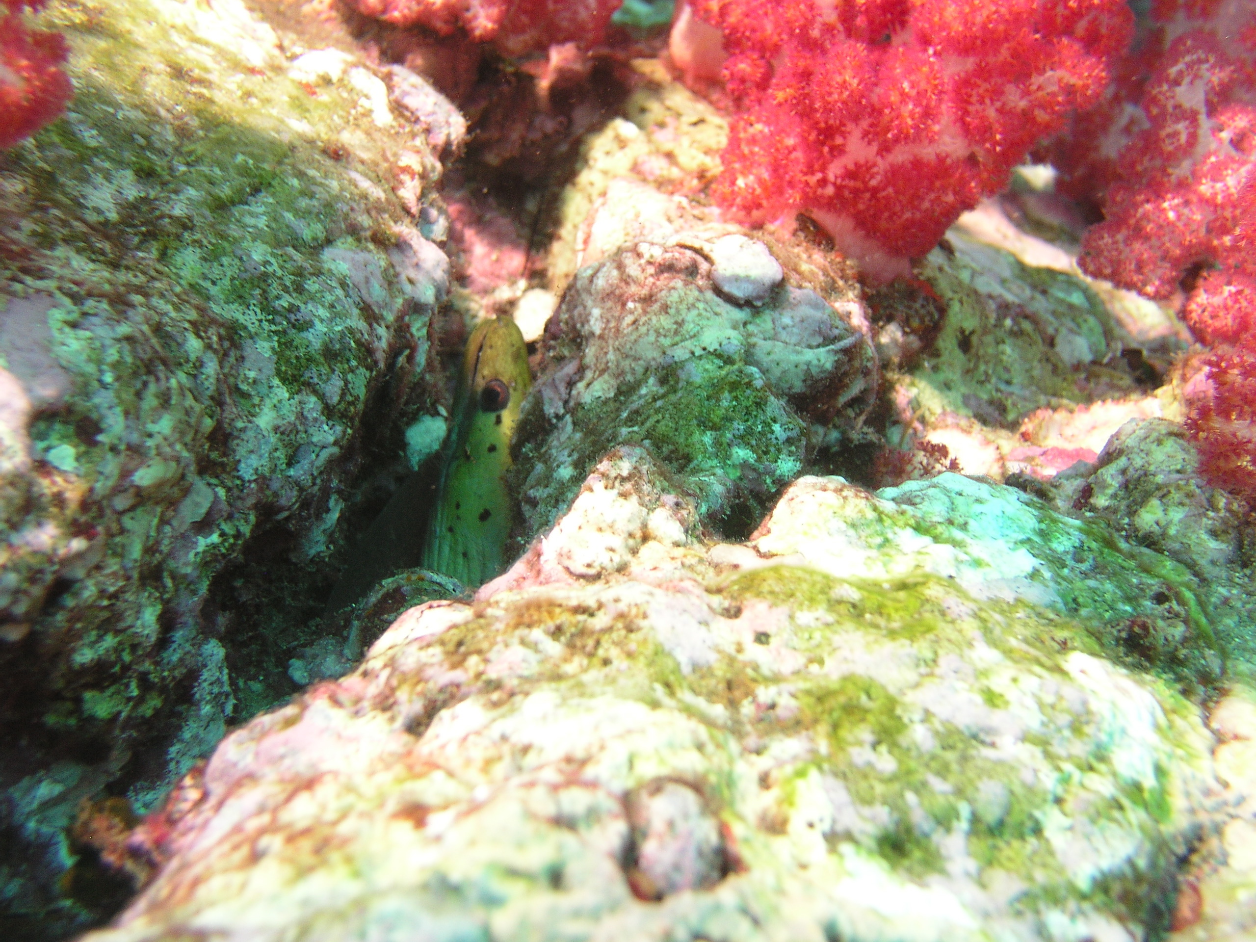 2005-12-04-Dive 1 - 38