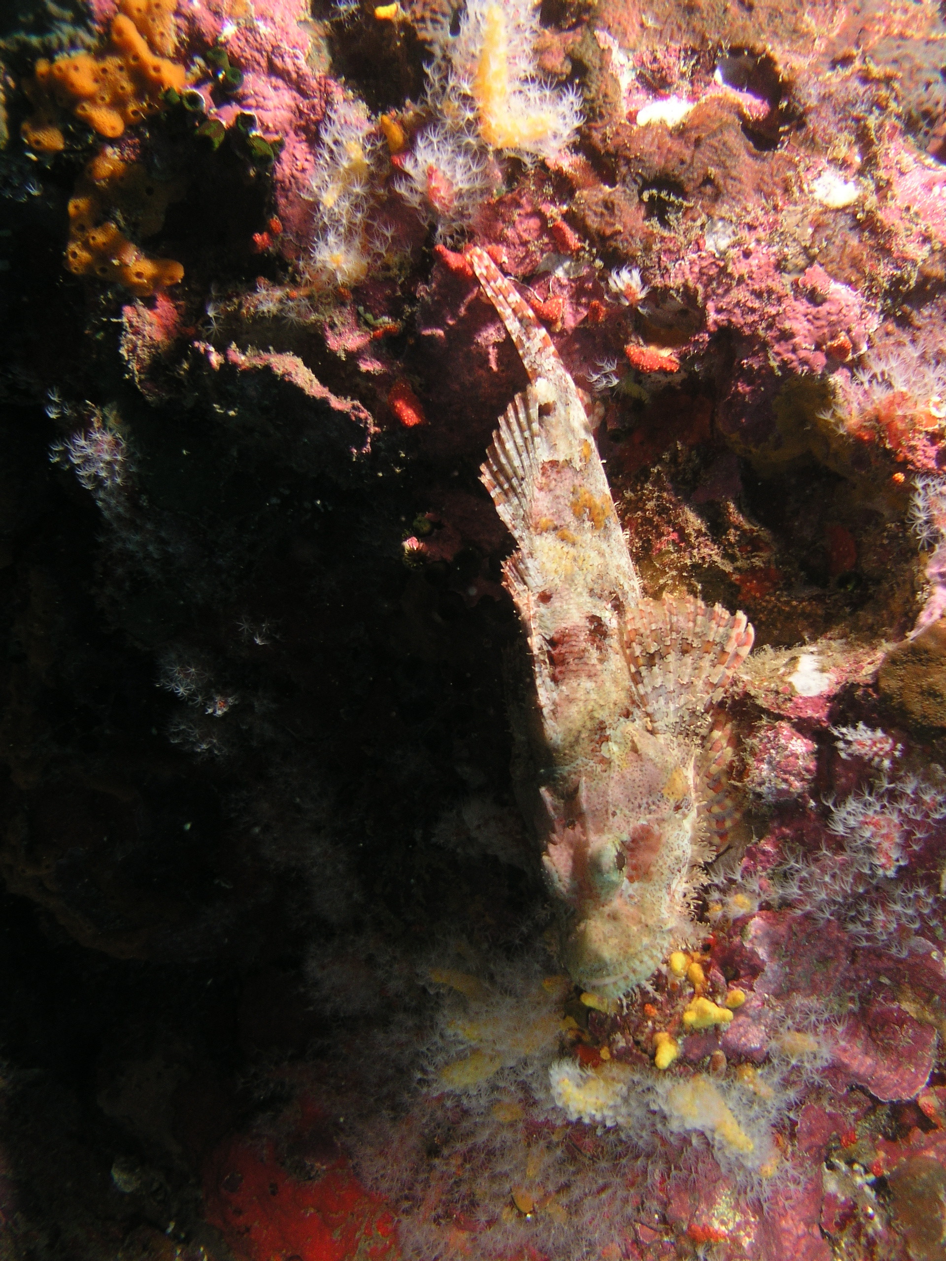 2005-12-04-Dive 2 - 1