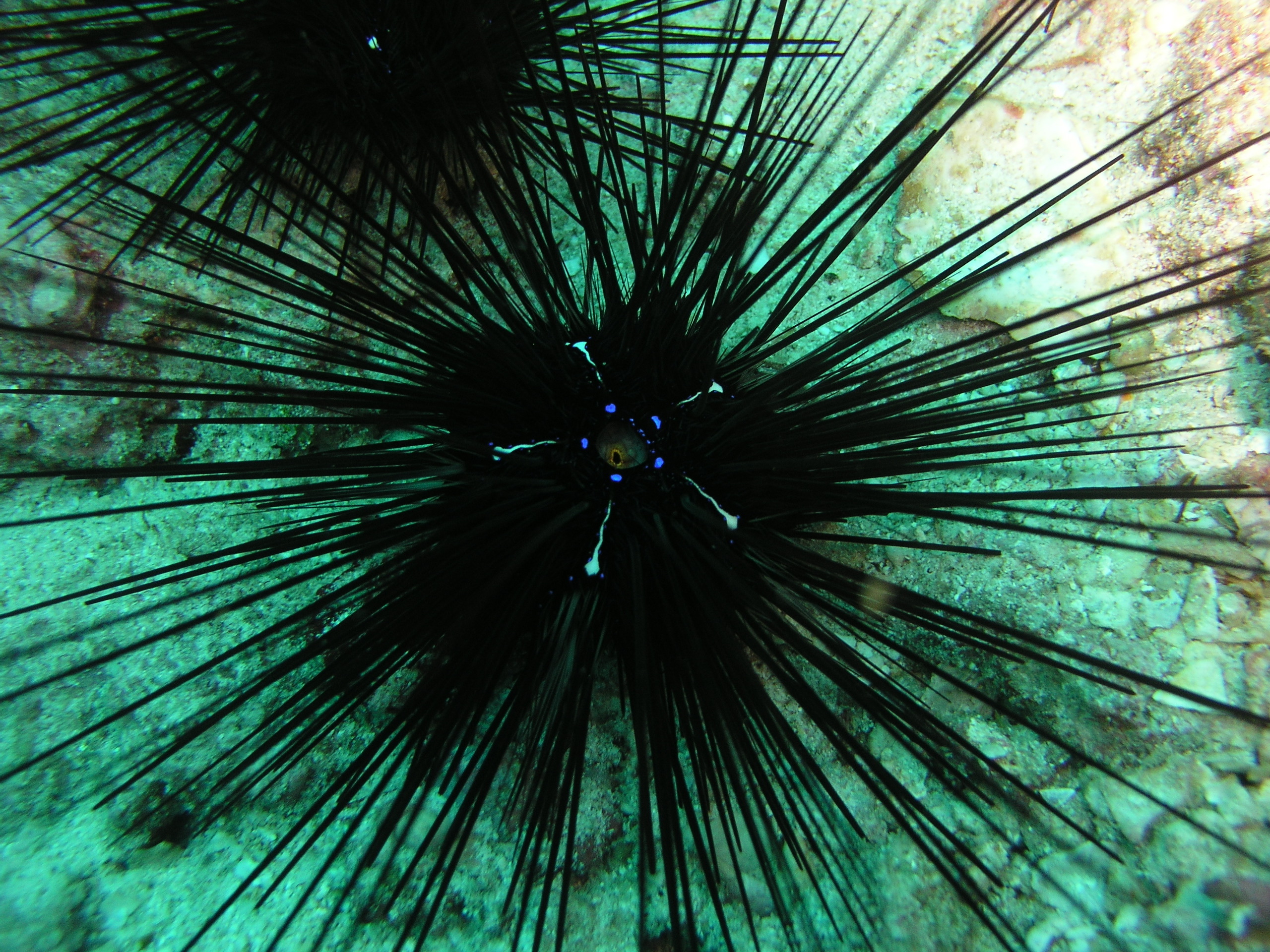 2005-12-04-Dive 2 - 3