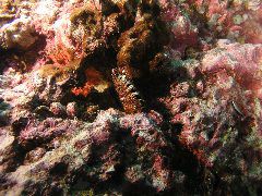 2005-12-04-Dive 2 - 14