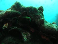 2005-12-04-Dive 2 - 16