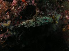 2005-12-04-Dive 2 - 22
