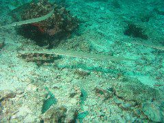 2005-12-04-Dive 2 - 26