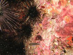 2005-12-04-Dive 2 - 49