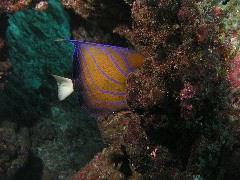 2005-12-04-Dive 3 - 31