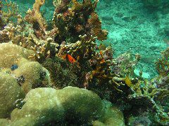 2005-12-04-Dive 3 - 40