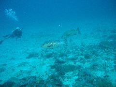 2005-12-05-Dive 2 - 14