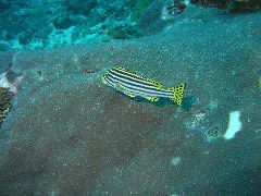 2005-12-05-Dive 2 - 15