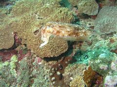 2005-12-05-Dive 2 - 36
