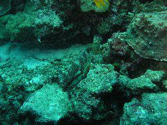 2005-12-02-Dive 3 - 40